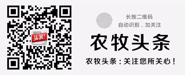 【见识】鲨鱼怀孕需4年,蝉一睡17年,猪看不见天空…