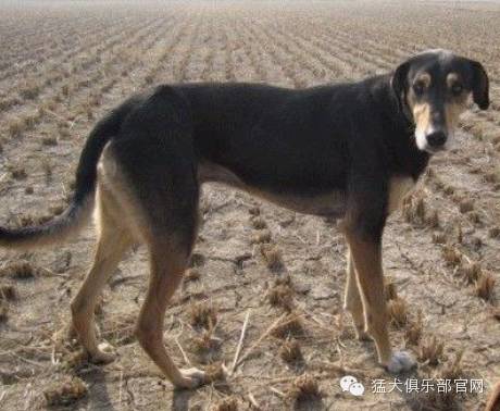 亟需拯救十大凶猛的中国土狗品种附珍贵历史照片