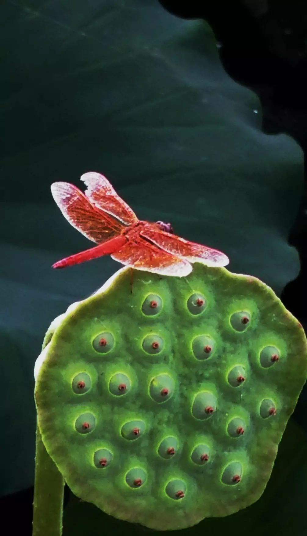 【生态摄影】红蜻蜓与荷花故事