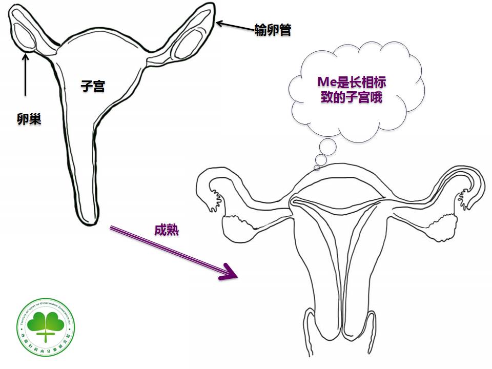 医学漫画:浅谈子宫畸形