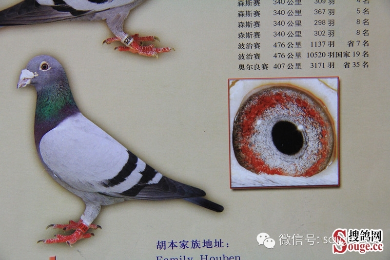 邓老师谈鸽眼鉴鸽