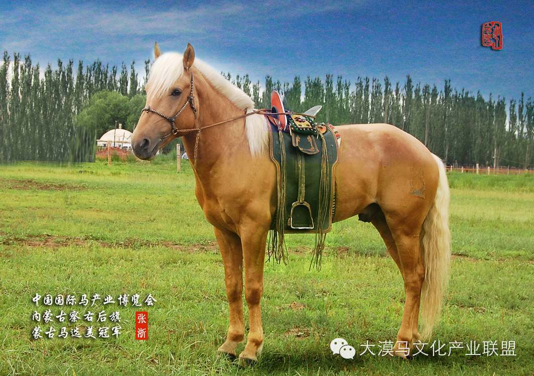 蒙古马半血马与纯血马竞赛的差距