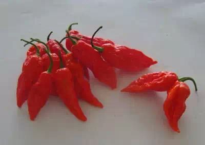 商富宝——no.15 卡罗来纳死神