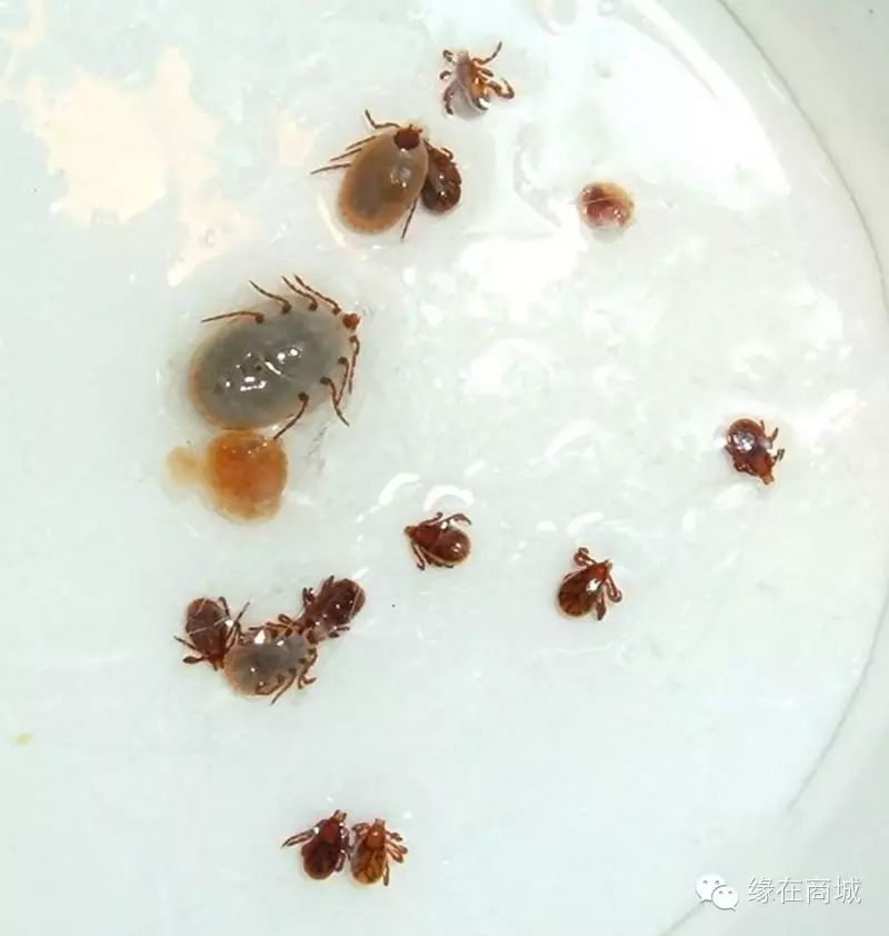 蜱虫不可怕那些我们必须了解的知识