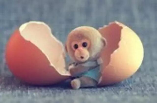 新年好“孕”气!王力宏妻子怀二胎,明星扎堆生猴宝宝