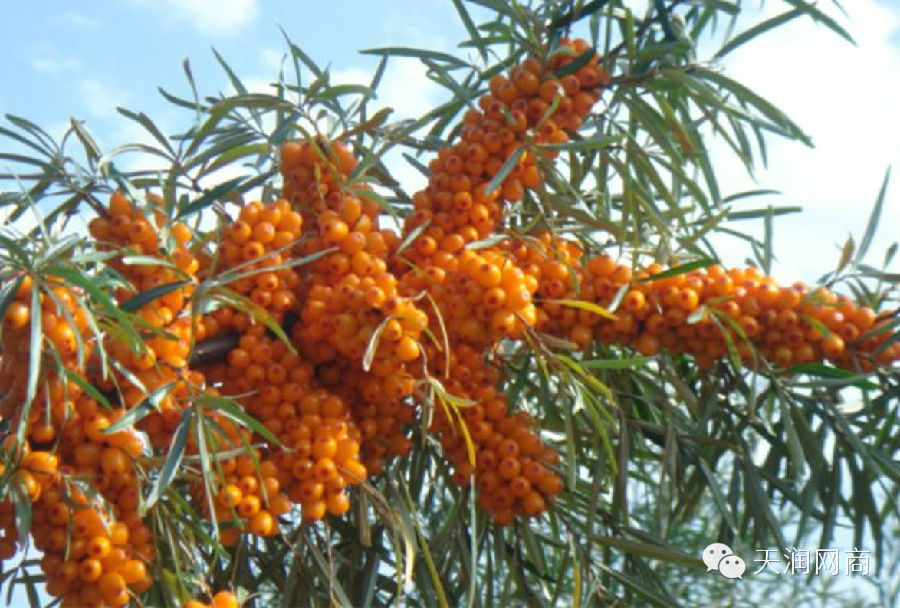 沙棘的功效与作用