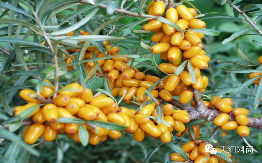 沙棘的功效与作用