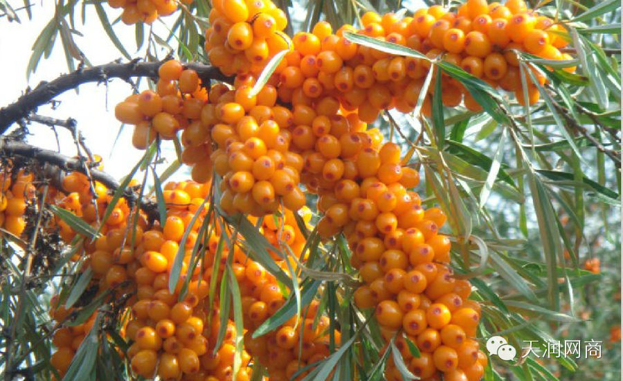 沙棘的功效与作用