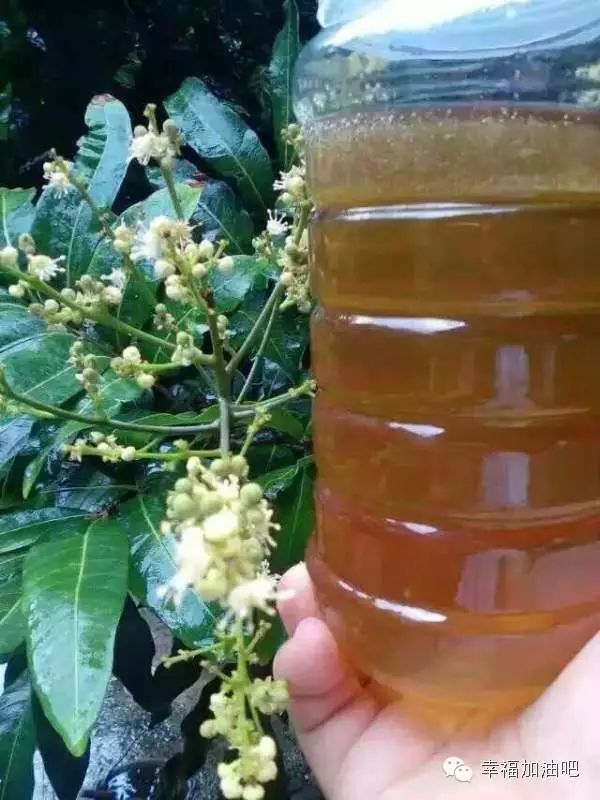 荔枝蜜上火吗荔枝蜜的功效与作用