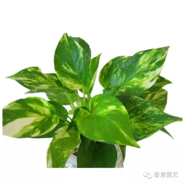 绿萝常见品种大全