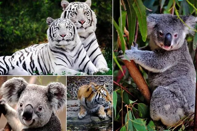 香江野生动物园_野生萌宝怎么驯服_野生萌宠国语版