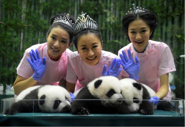 野生萌宠国语版_香江野生动物园_野生萌宝怎么驯服