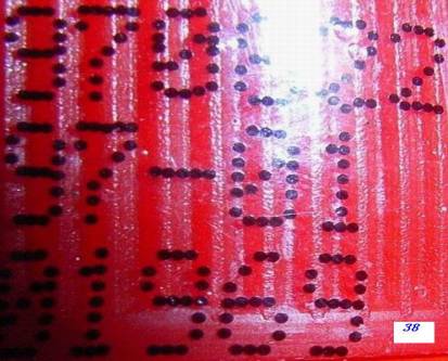 【转】非常罕见的高度飞天茅台秘密档案(图文) 【转】非常罕见的高度飞天茅台秘密档案(图文)