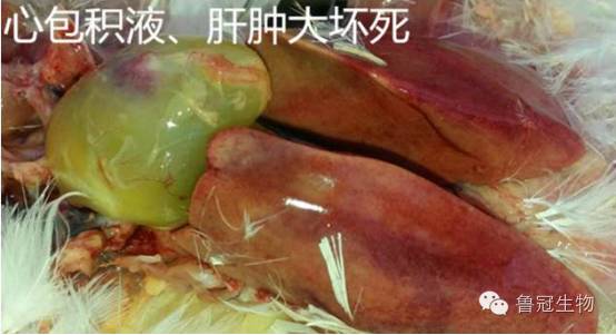 一例聊城817肉杂鸡心包积液治疗案例