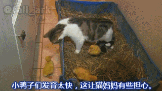 小鸭 【小小鸭 大快乐】一只猫,养了一群鸭子... ... 小鸭 【小小鸭 大快乐】一只猫,养了一群鸭子... ...