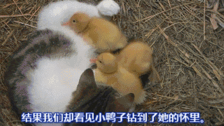 小鸭 【小小鸭 大快乐】一只猫,养了一群鸭子... ... 小鸭 【小小鸭 大快乐】一只猫,养了一群鸭子... ...
