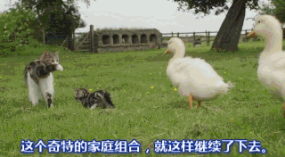 小鸭 【小小鸭 大快乐】一只猫,养了一群鸭子... ... 小鸭 【小小鸭 大快乐】一只猫,养了一群鸭子... ...