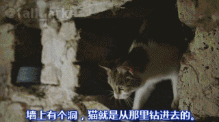 小鸭 【小小鸭 大快乐】一只猫,养了一群鸭子... ... 小鸭 【小小鸭 大快乐】一只猫,养了一群鸭子... ...