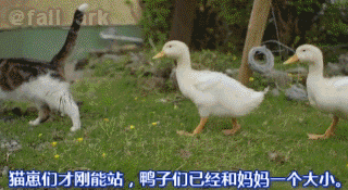 小鸭 【小小鸭 大快乐】一只猫,养了一群鸭子... ... 小鸭 【小小鸭 大快乐】一只猫,养了一群鸭子... ...