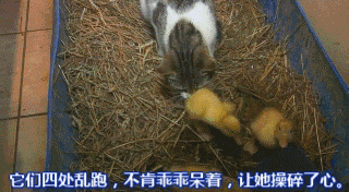 小鸭 【小小鸭 大快乐】一只猫,养了一群鸭子... ... 小鸭 【小小鸭 大快乐】一只猫,养了一群鸭子... ...