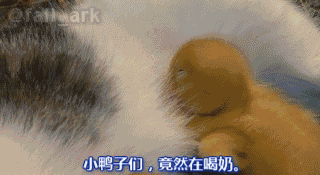 小鸭 【小小鸭 大快乐】一只猫,养了一群鸭子... ... 小鸭 【小小鸭 大快乐】一只猫,养了一群鸭子... ...