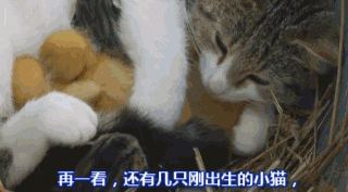 小鸭 【小小鸭 大快乐】一只猫,养了一群鸭子... ... 小鸭 【小小鸭 大快乐】一只猫,养了一群鸭子... ...