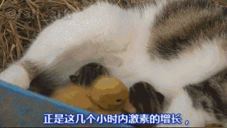 小鸭 【小小鸭 大快乐】一只猫,养了一群鸭子... ... 小鸭 【小小鸭 大快乐】一只猫,养了一群鸭子... ...