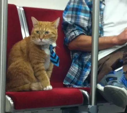 萌宠图片:“这位乘客”“喵？”“没错就是你，过来票补一下”图片