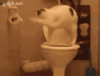 萌宠图片:对喵星人来说，卫生间简直就是游乐园！图片