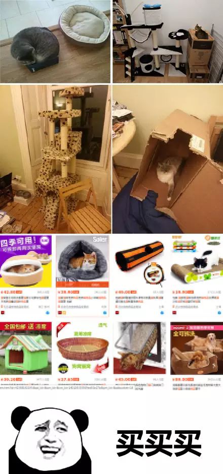 萌宠图片:猫痴晚期的七条状态，你中了几条？图片