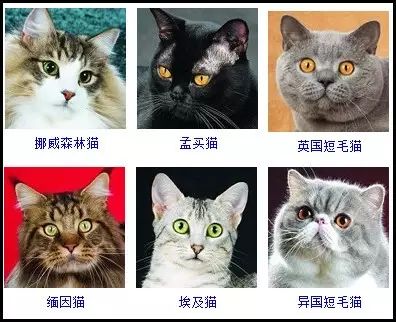 猫咪品种大全,有了它,再也不用闹笑话了.