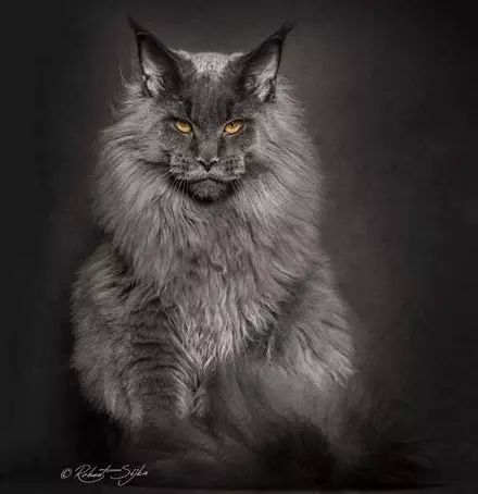 为了呈现缅因猫的王之蔑视气势,看完他拍的照片后.