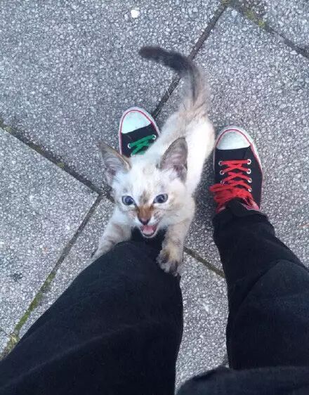 日本网友捡回了一只流浪喵，仅1小时后家就沦陷了！