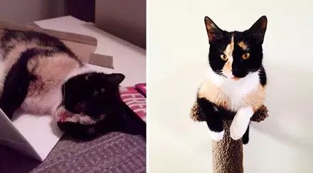 萌宠图片:被收养的流浪猫的前后对比。愿世界温柔以待！图片