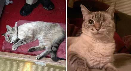 萌宠图片:被收养的流浪猫的前后对比。愿世界温柔以待！图片