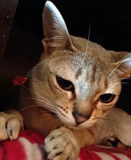 哈欠喵被客人称作 小妖精 因为它是最小的猫品种 新加坡猫 冰冰