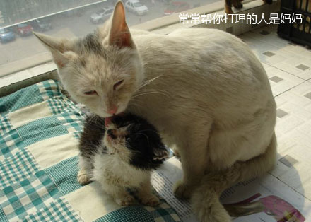 萌宠图片:这条朋友圈，献给我的妈妈！图片