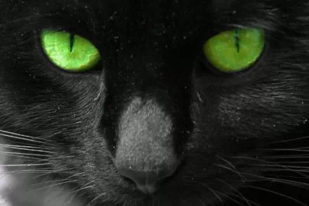 萌宠图片:黑猫之眼图片