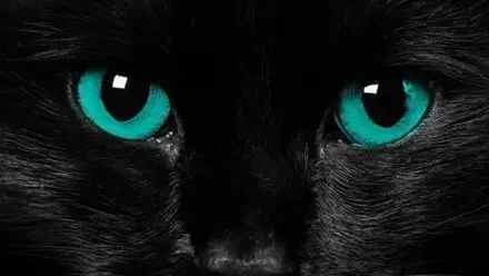 萌宠图片:黑猫之眼图片