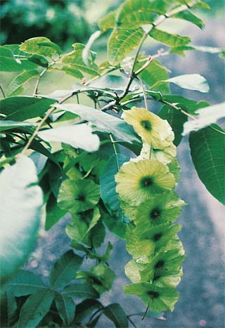淘乐养生堂植物的第三大奇迹青钱柳