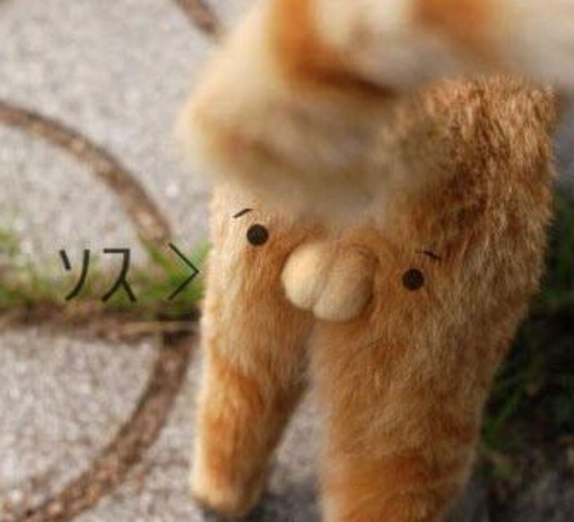 日本人很喜欢猫咪的某个部位,就是「猫睾丸」
