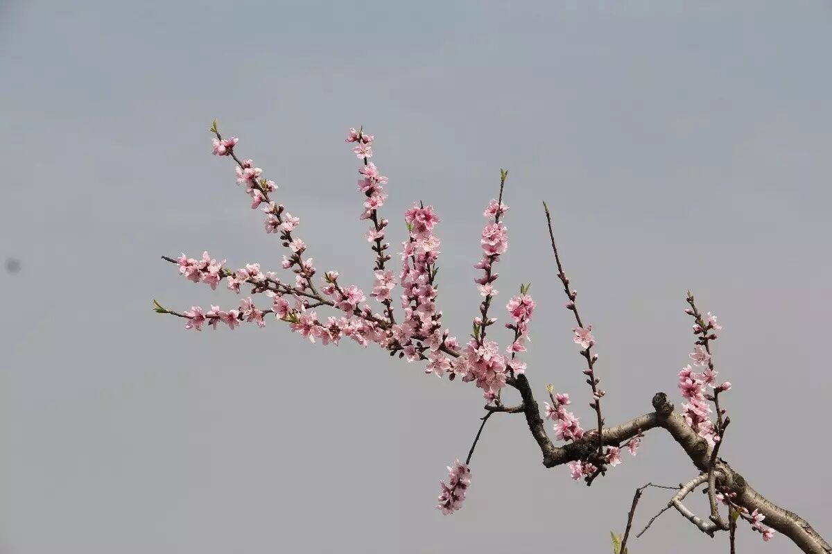 明道学员|田地里长出来的财富—江苏青帝农业发展有限公司...
