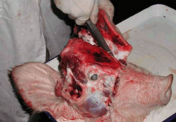 图解病死猪解剖操作程序一线实操总结