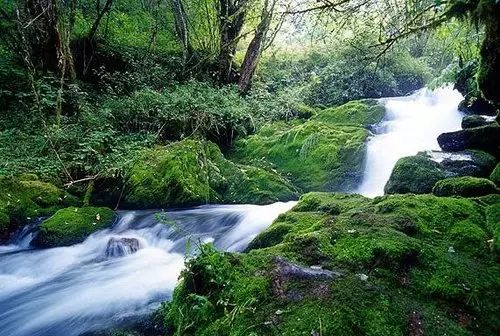 作为神农架保存最为完整的原生态原始森林,峡谷两旁绝壁千丈,古树