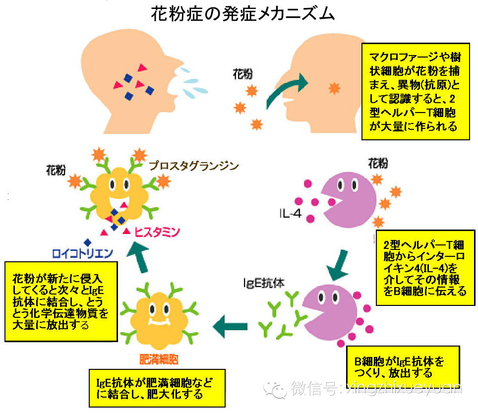 今年你得花粉症了吗 在日本时间长了最容易患上的小毛病 行知学园 微信公众号文章阅读 Wemp