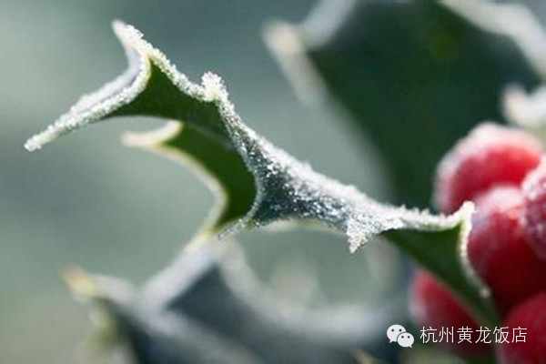 霜降节气的由来 今年10月23日,太阳到达黄经210度时为二十四节气中的霜降。《月令七十二候集解》关于霜降说:九月中,气肃而凝,露结为霜矣。此时,中国黄河流域已出现白霜,千里沃野上,一片银色冰晶熠熠闪光,树叶枯黄,片片凋落。古籍《二十四节气解》中说:气肃而霜降,阴始凝也。