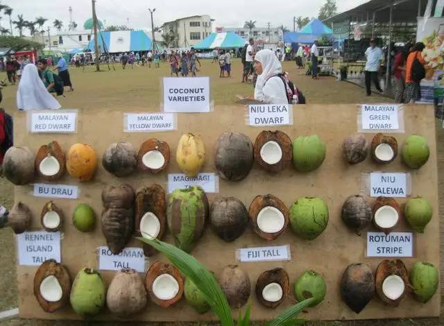 椰子品种
