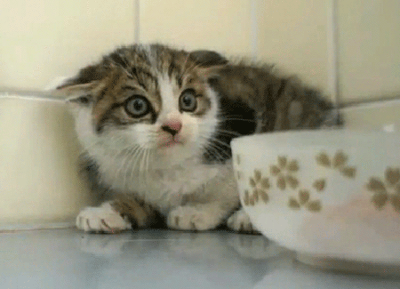 我为什么要领养一只猫/狗?