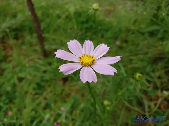 iso格式的视频_手机打开iso格式的视频_手机iso格式视频怎么打开