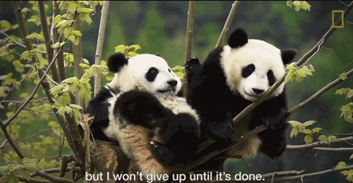 壁纸 大熊猫 动物 500_259 gif 动态图 动图